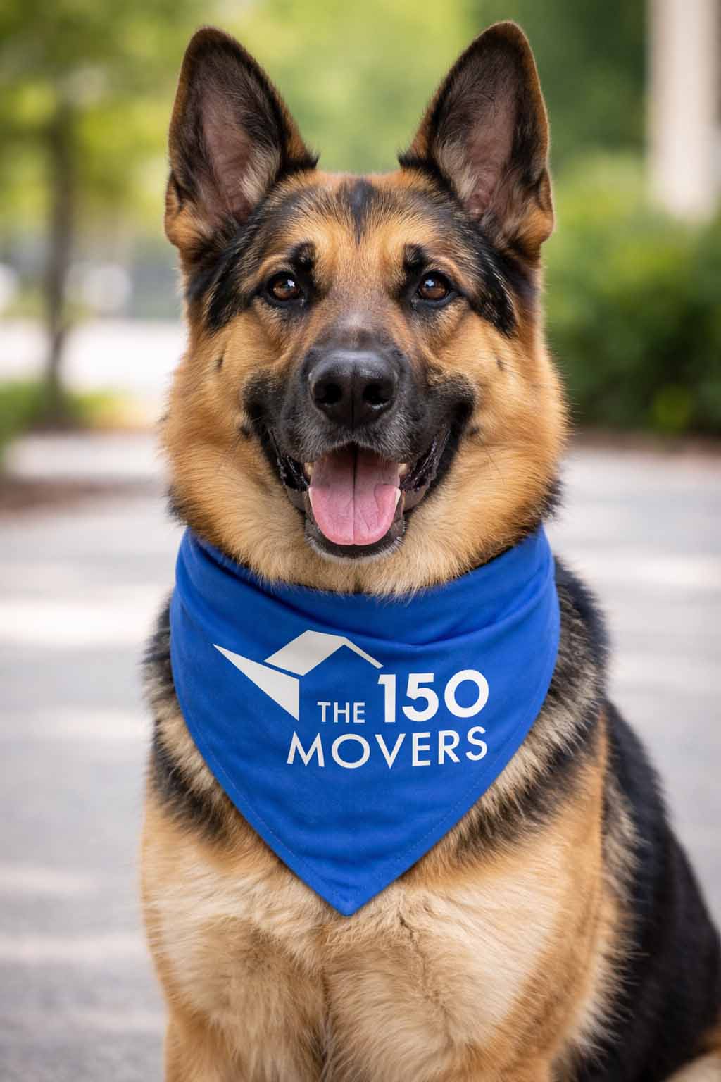 Bruno the German Shepherd — office mascot of The 150 Movers, wearing a branded blue bandana